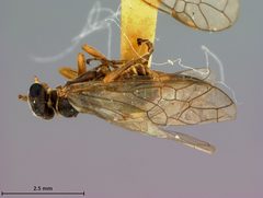 Pleroneura bruneicornis by the Smithsonian. Used under a CC0 license.