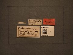 Pleroneura bruneicornis by the Smithsonian. Used under a CC0 license.