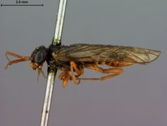 Pleroneura fulvicornis by the Smithsonian. Used under a CC0 license.