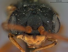 Pleroneura fulvicornis by the Smithsonian. Used under a CC0 license.