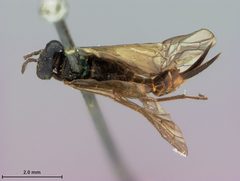 Pleroneura schwarzi by the Smithsonian. Used under a CC0 license.