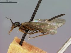 Xyela alni by the Smithsonian. Used under a CC0 license.