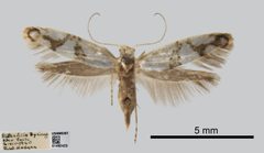 Argyresthia oreasella by the Smithsonian. Used under a CC0 license.