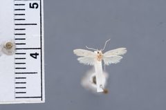 Autosticha leucoptera by the Smithsonian. Used under a CC0 license.