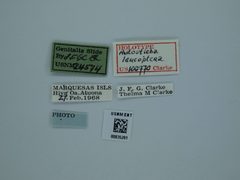 Autosticha leucoptera by the Smithsonian. Used under a CC0 license.