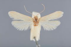 Deoclona yuccasella by the Smithsonian. Used under a CC0 license.