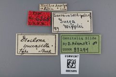 Deoclona yuccasella by the Smithsonian. Used under a CC0 license.