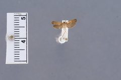 Glyphidocera acuminae by the Smithsonian. Used under a CC0 license.