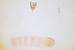 Glyphidocera dimorphella by the Smithsonian. Used under a CC0 license.