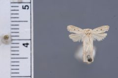 Glyphidocera dimorphella by the Smithsonian. Used under a CC0 license.