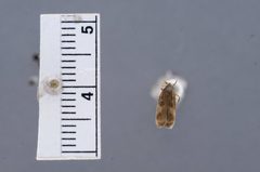 Glyphidocera floridanella by the Smithsonian. Used under a CC0 license.