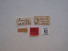 Glyphidocera floridanella by the Smithsonian. Used under a CC0 license.