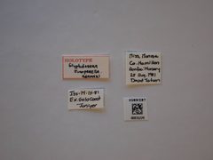 Glyphidocera juniperella by the Smithsonian. Used under a CC0 license.