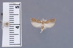 Glyphidocera juniperella by the Smithsonian. Used under a CC0 license.