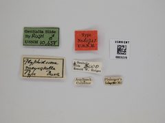 Glyphidocera meyrickella by the Smithsonian. Used under a CC0 license.