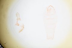 Glyphidocera meyrickella by the Smithsonian. Used under a CC0 license.