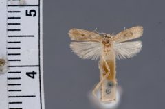 Glyphidocera meyrickella by the Smithsonian. Used under a CC0 license.