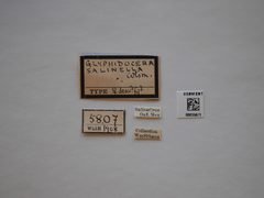Glyphidocera salinae by the Smithsonian. Used under a CC0 license.