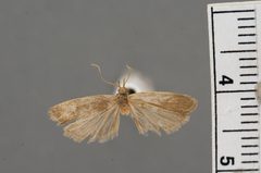 Glyphidocera salinae by the Smithsonian. Used under a CC0 license.