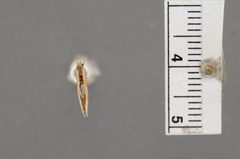 Glyphidocera septentrionella by the Smithsonian. Used under a CC0 license.
