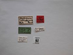 Glyphidocera septentrionella by the Smithsonian. Used under a CC0 license.