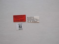 Batrachedra busiris by the Smithsonian. Used under a CC0 license.
