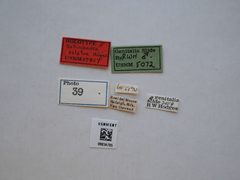Batrachedra calator by the Smithsonian. Used under a CC0 license.