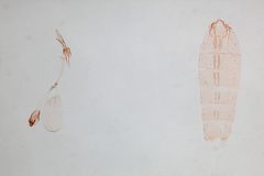 Batrachedra decoctor bermidensis by the Smithsonian. Used under a CC0 license.