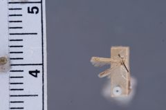 Batrachedra decoctor bermidensis by the Smithsonian. Used under a CC0 license.
