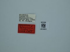 Batrachedra libator by the Smithsonian. Used under a CC0 license.