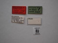 Batrachedra testor by the Smithsonian. Used under a CC0 license.
