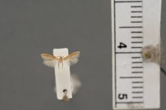 Batrachedra testor by the Smithsonian. Used under a CC0 license.
