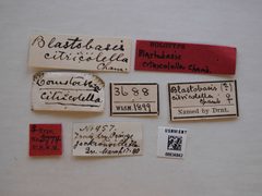 Blastobasis citricolella by the Smithsonian. Used under a CC0 license.