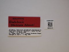 Blastobasis graminea by the Smithsonian. Used under a CC0 license.