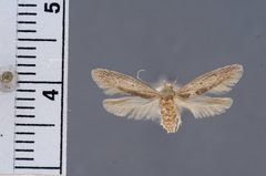 Blastobasis graminea by the Smithsonian. Used under a CC0 license.