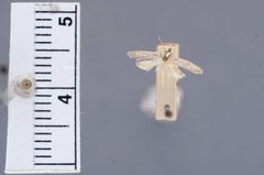Blastobasis lecaniella by the Smithsonian. Used under a CC0 license.