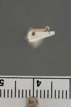 Blastobasis taurusella by the Smithsonian. Used under a CC0 license.