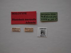 Blastobasis taurusella by the Smithsonian. Used under a CC0 license.