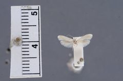 Calosima lucidella by the Smithsonian. Used under a CC0 license.
