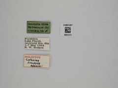 Calosima lucidella by the Smithsonian. Used under a CC0 license.
