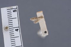 Holcocera confamulella by the Smithsonian. Used under a CC0 license.