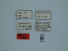 Holcocera lepidophaga by the Smithsonian. Used under a CC0 license.