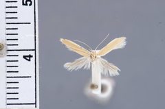 Holcocera lepidophaga by the Smithsonian. Used under a CC0 license.