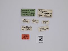 Holcocera panurgella by the Smithsonian. Used under a CC0 license.