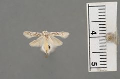 Holcocera simulella by the Smithsonian. Used under a CC0 license.