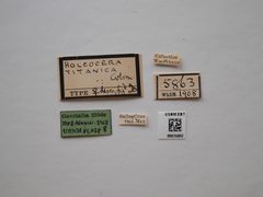 Holcocera titanica by the Smithsonian. Used under a CC0 license.