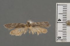 Holcocera titanica by the Smithsonian. Used under a CC0 license.