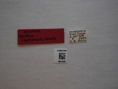 Hypatopa cryptopalpella by the Smithsonian. Used under a CC0 license.