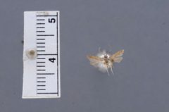 Hypatopa cryptopalpella by the Smithsonian. Used under a CC0 license.