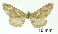 Hemerophila angustipennis by the Smithsonian. Used under a CC0 license.